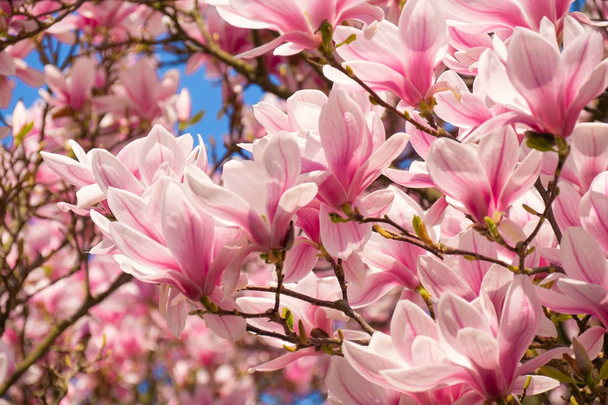 Flowering branches in a vase are pure spring feeling