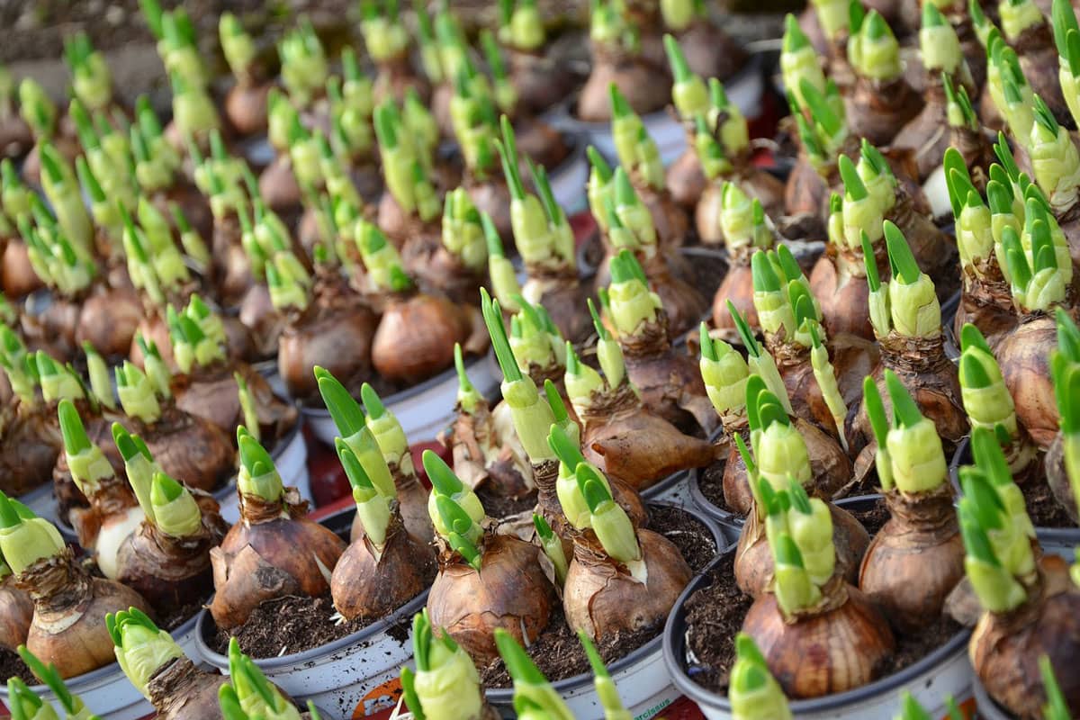 Spring flowers from bulbs and tubers