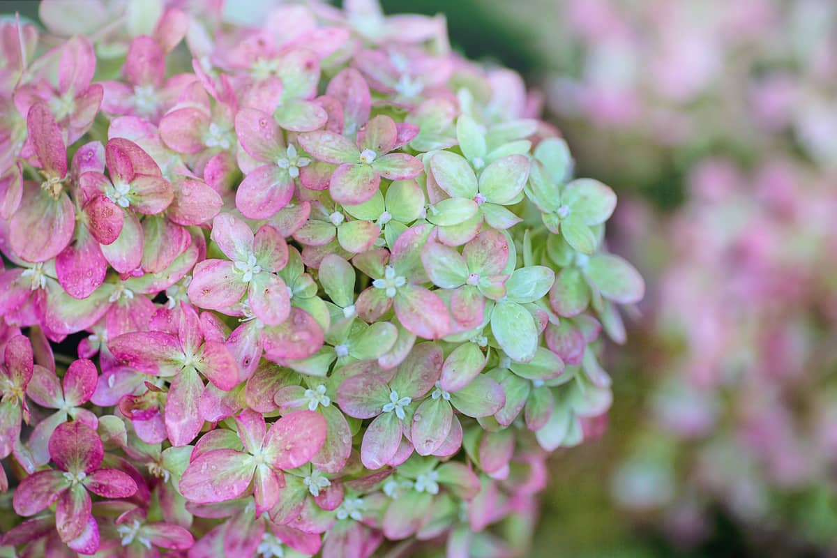 Abwechslung? Hortensie «Magical Four Seasons»
