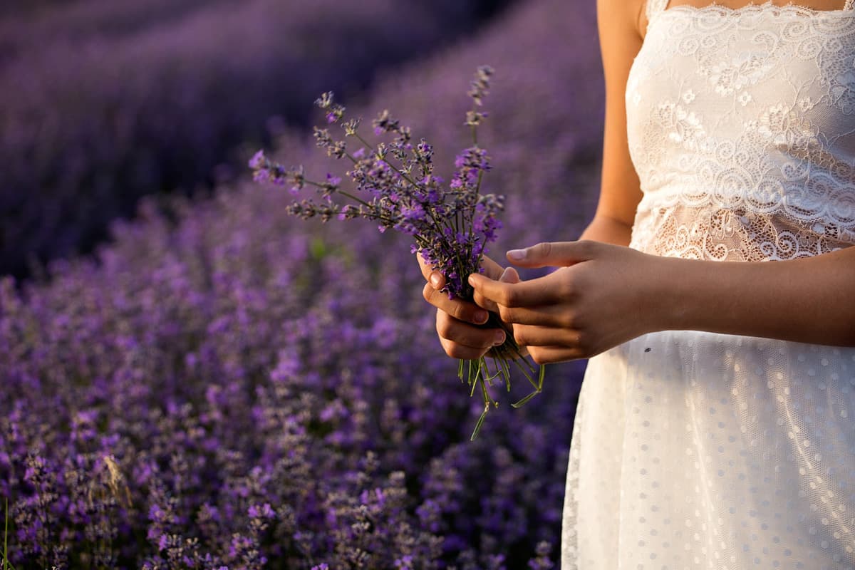 Lavendel - und schon wähnt man sich in der Provence