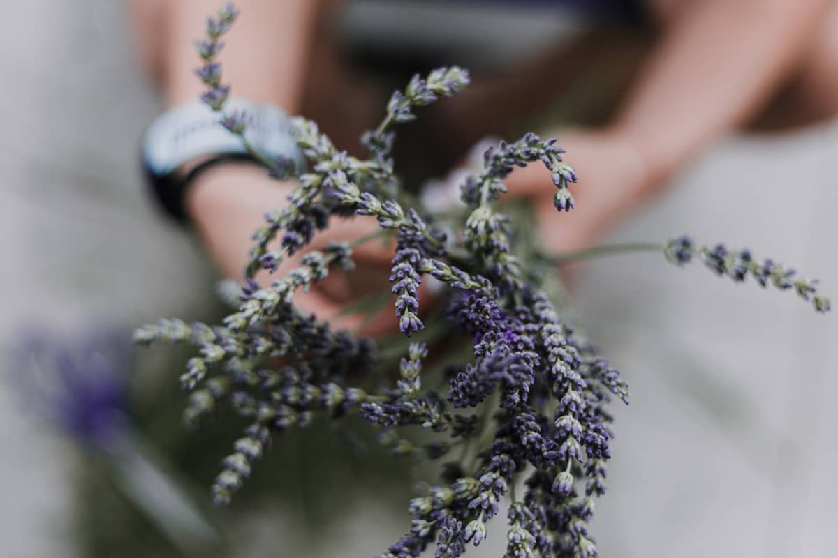 Symbolik und Trocknen von Lavendel