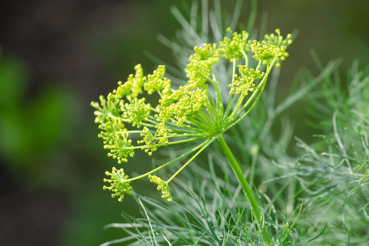 Dill, Estragon & Koriander