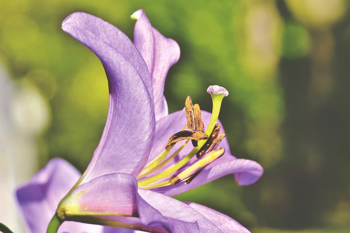 Que signifie le mot «lys»?