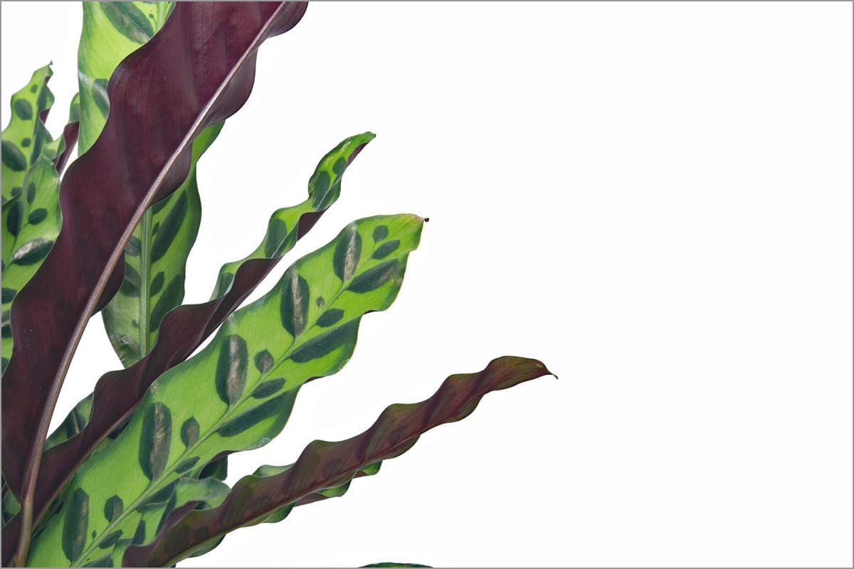 Our foliage plants introduce themselves