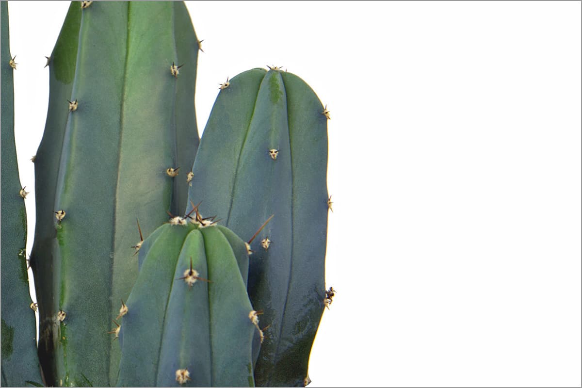 Our succulent plants introduce themselves.
