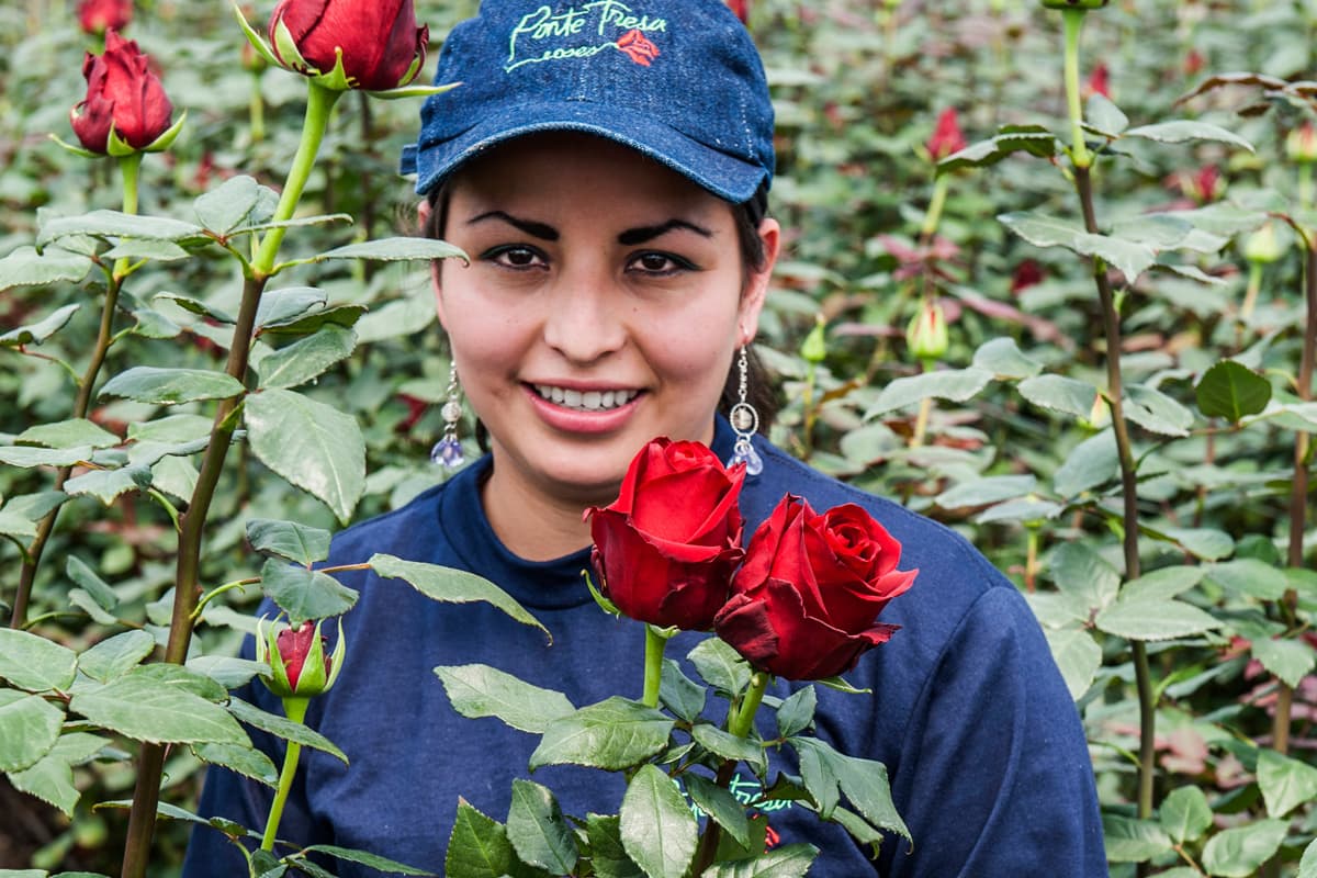 More ecological than Swiss greenhouse roses