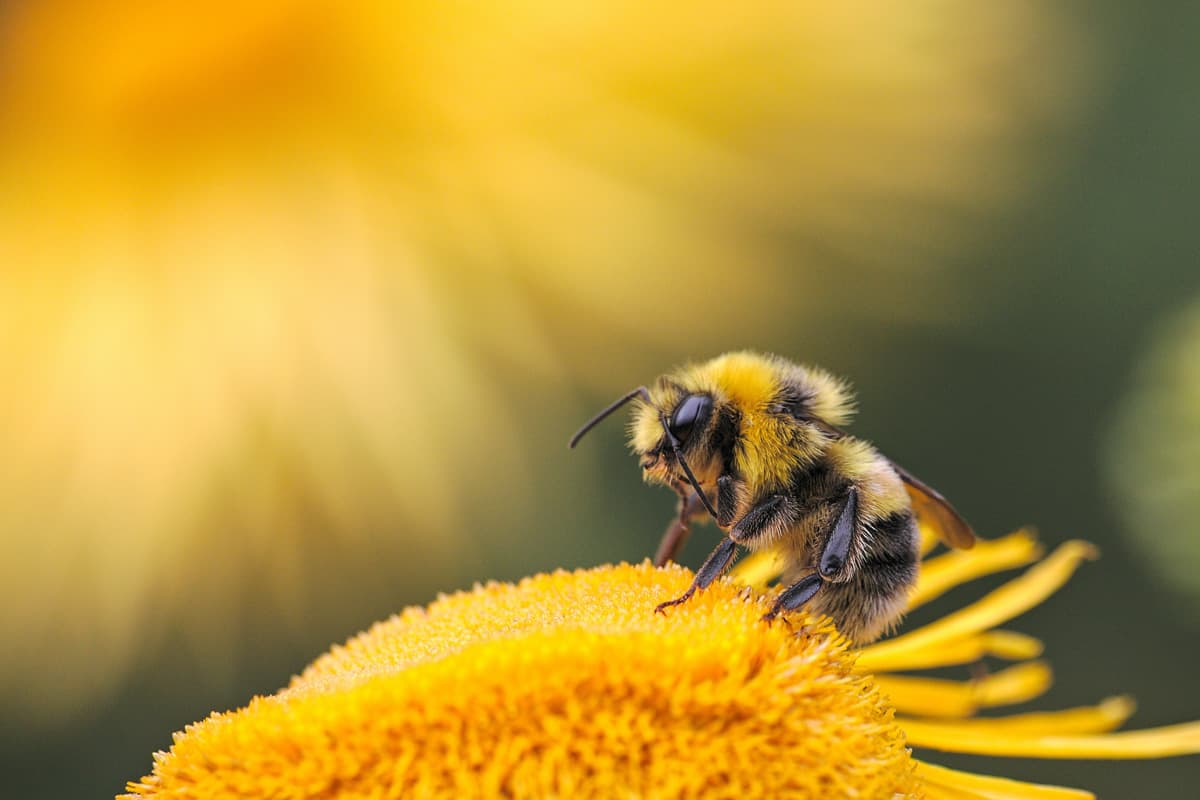 Bee-Family - NOUS L'ADORONS.