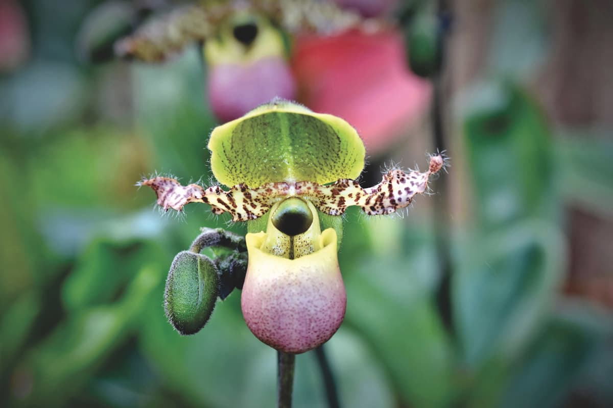 Orchids in Switzerland: born to be wild
