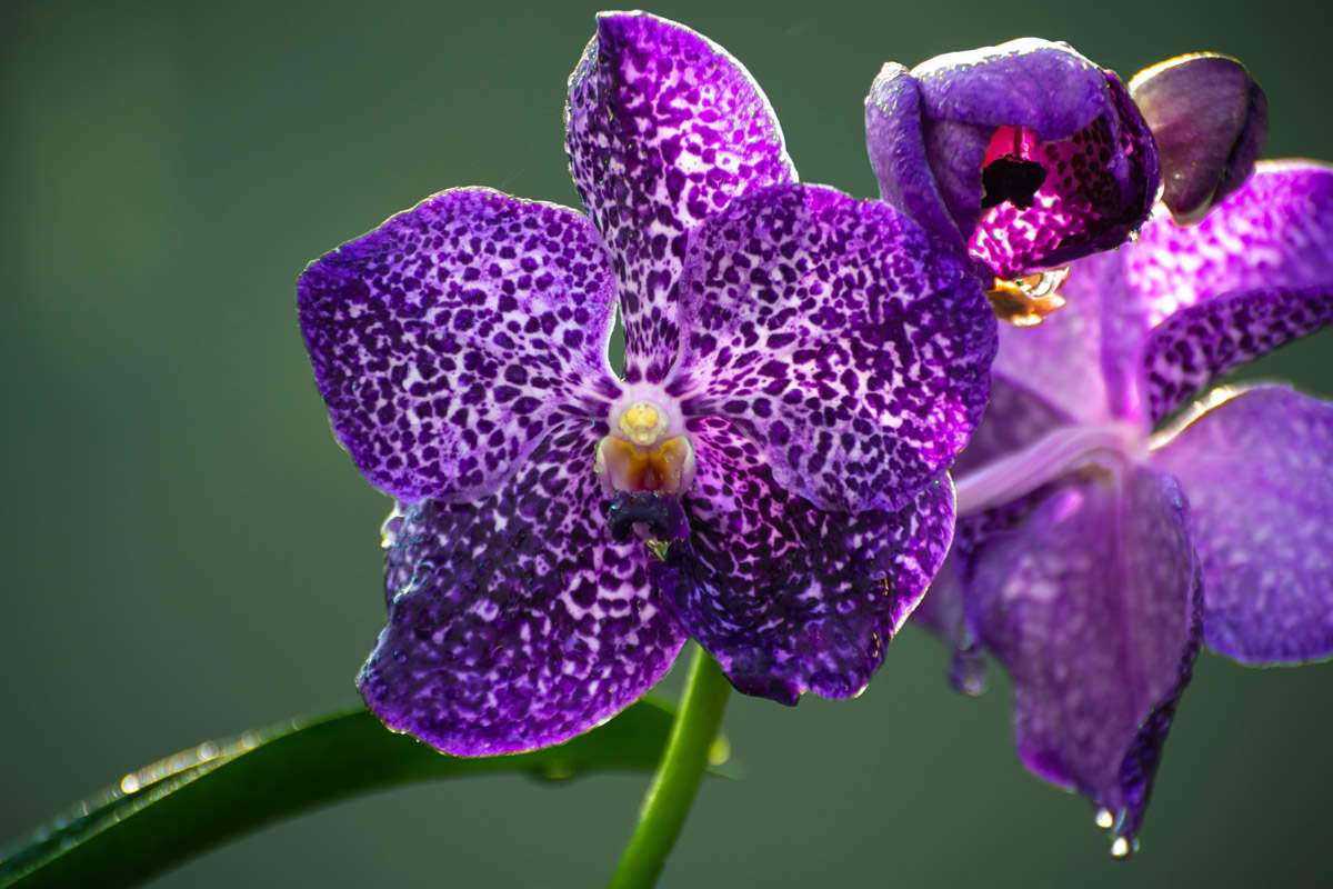Colors & shapes - what makes orchids so special