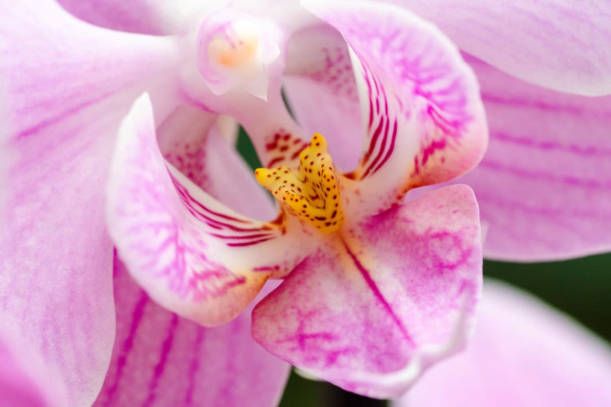 Orchid fragrance? Only if you sniff at the right time ...