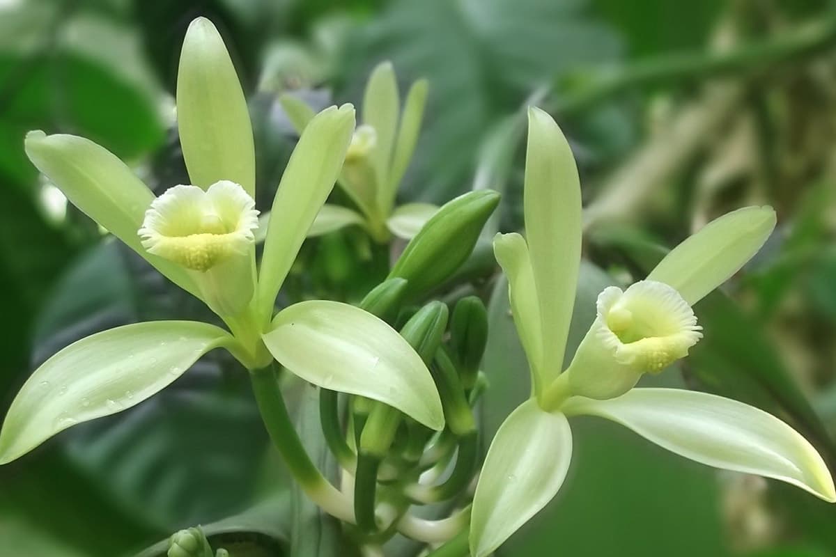 Vanilla - the only orchid on our menu