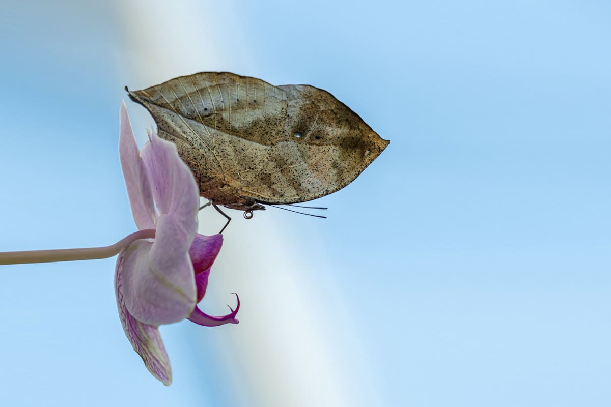 In a flirting mood: what orchids do to get pollinated