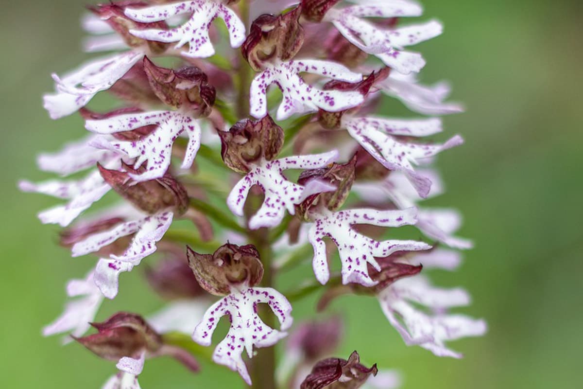 Bizarre orchids - simply amazing