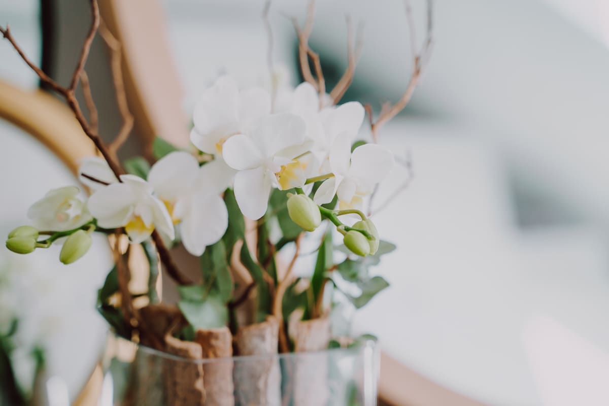 First Thursday in September - International Orchid Day