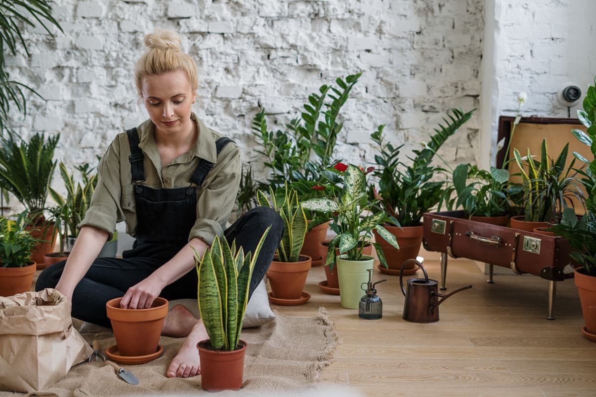 General tips for indoor plants