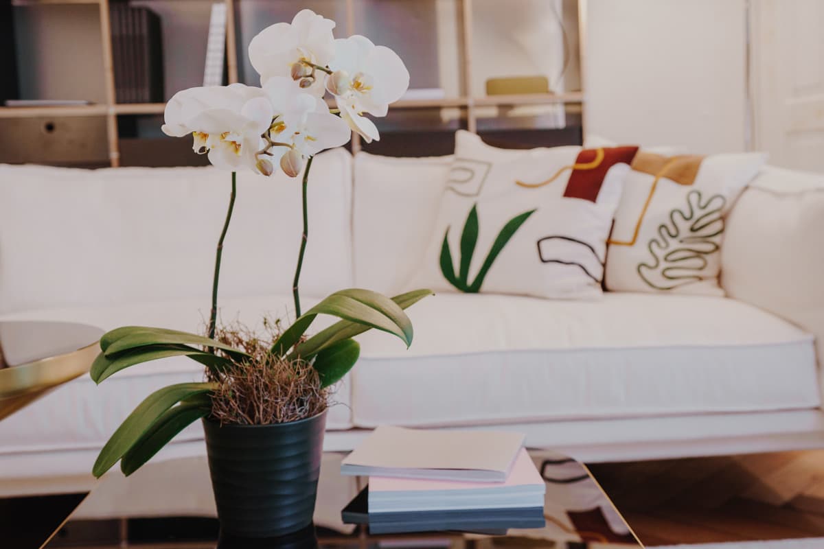 Care tips for orchid plants