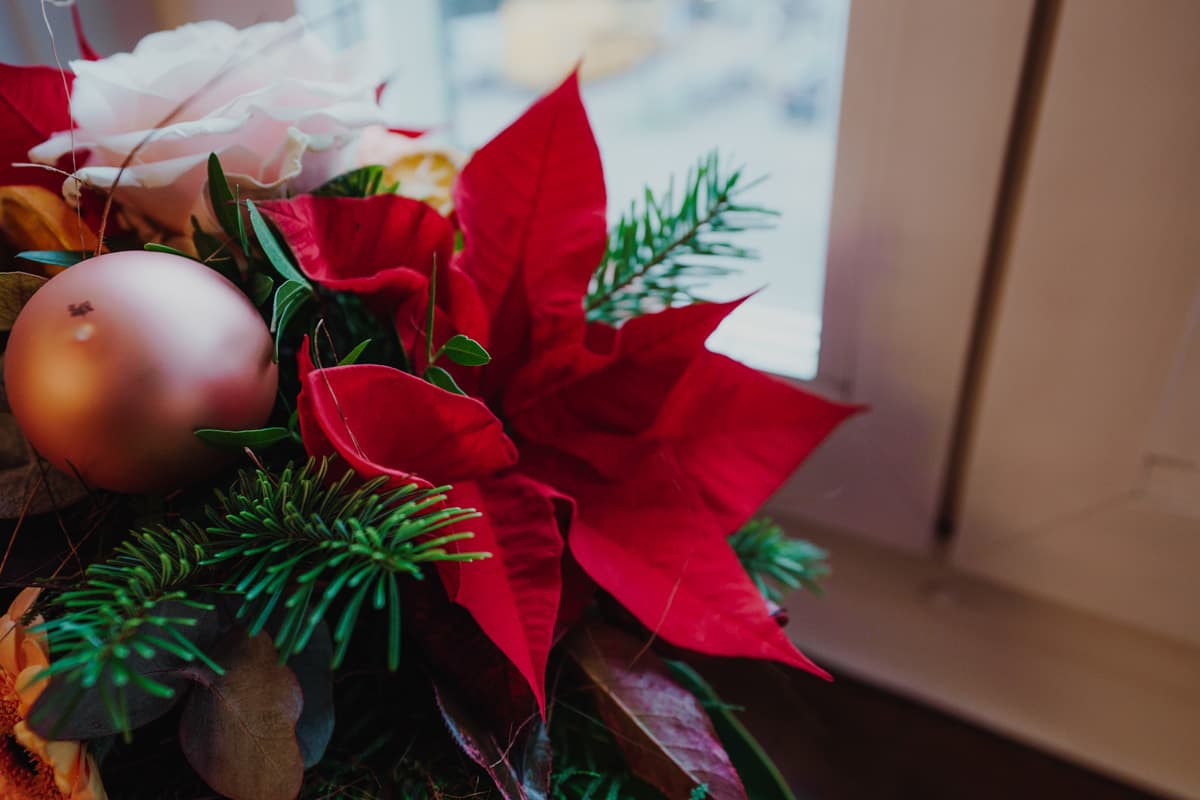 Care tips for Christmas flowers