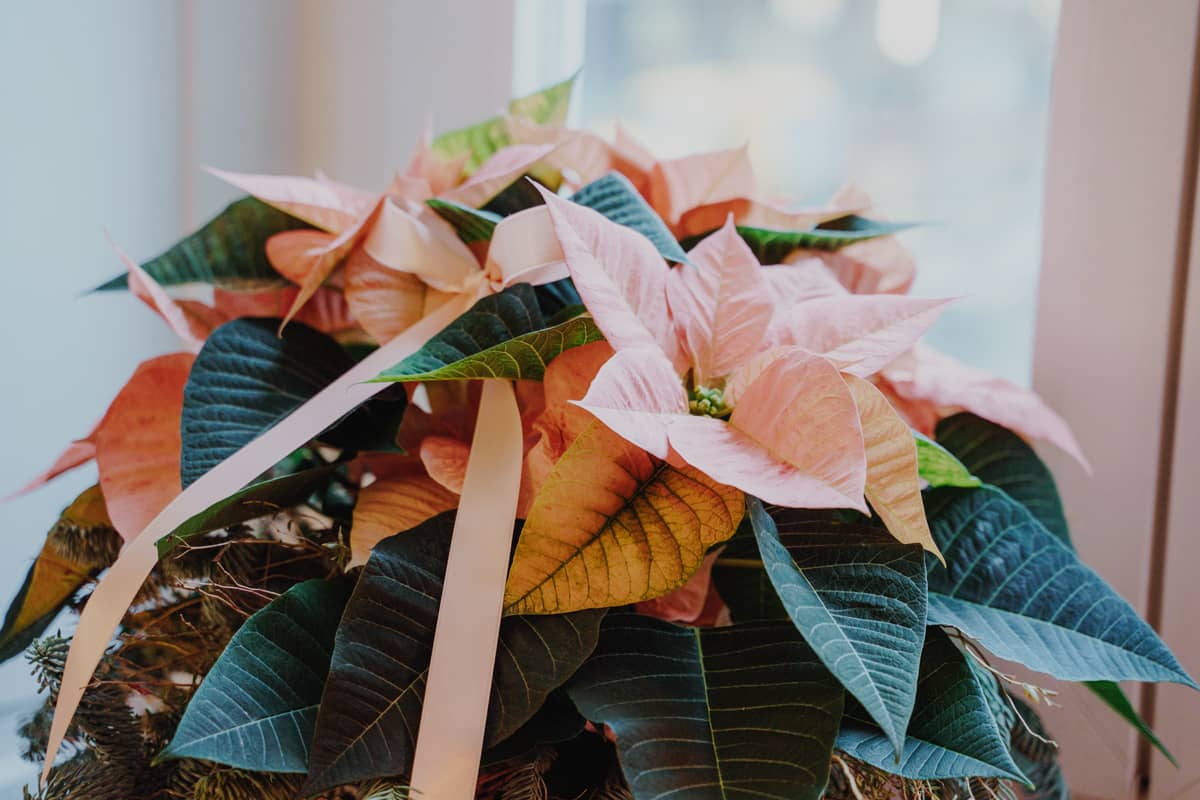 Care tips for Christmas plants