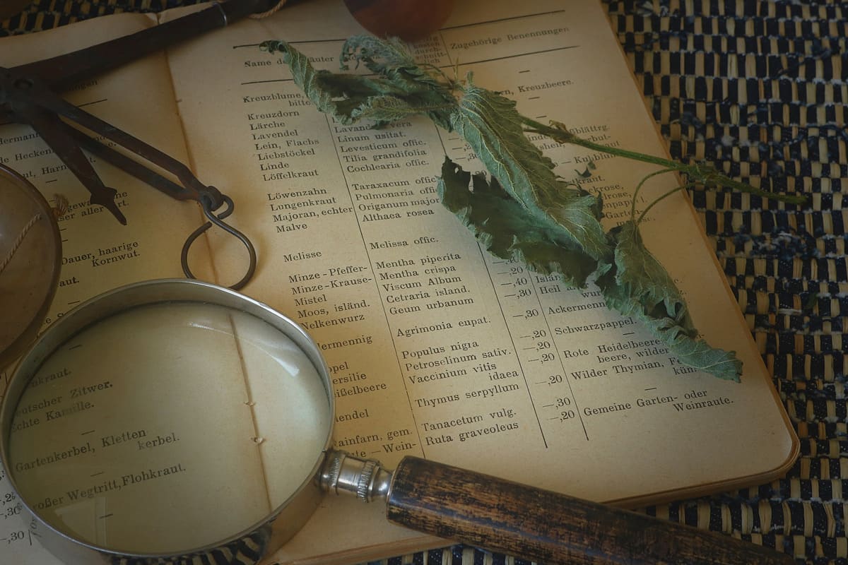 Roses and their healing properties