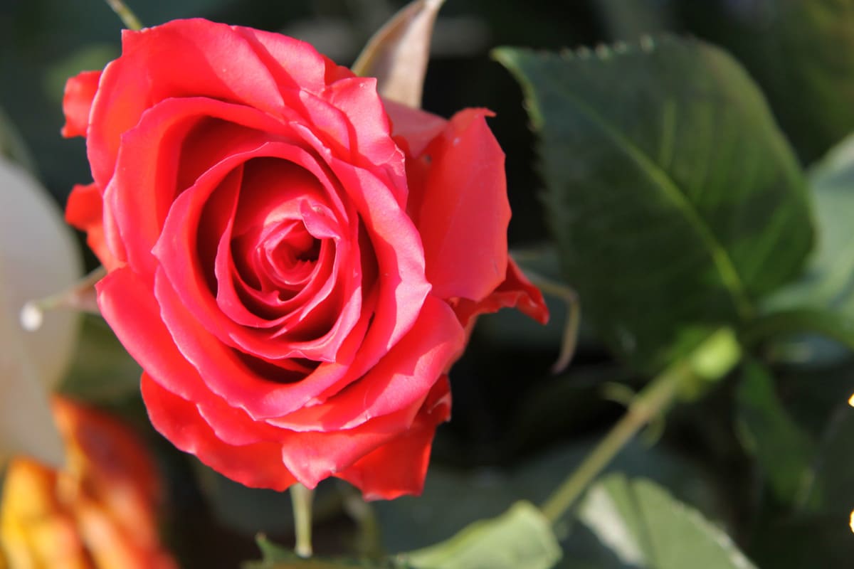 About rose gifts
