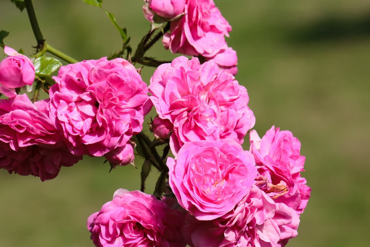 Wild roses have been around for 25 million years