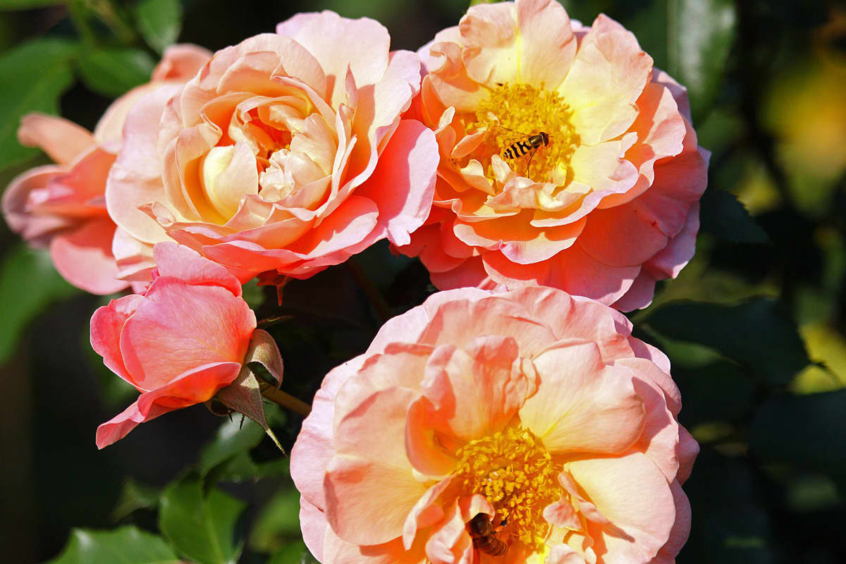 Roses first cultivated in China