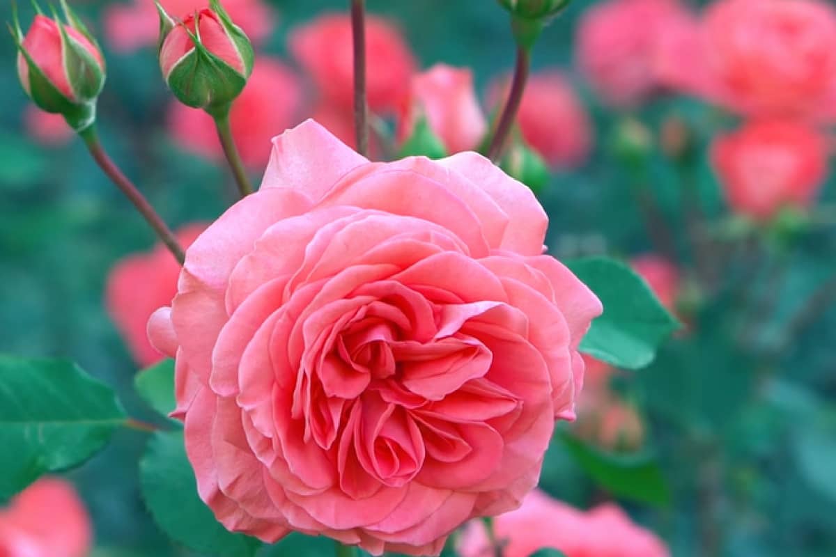 Europeans discover rose cultivation