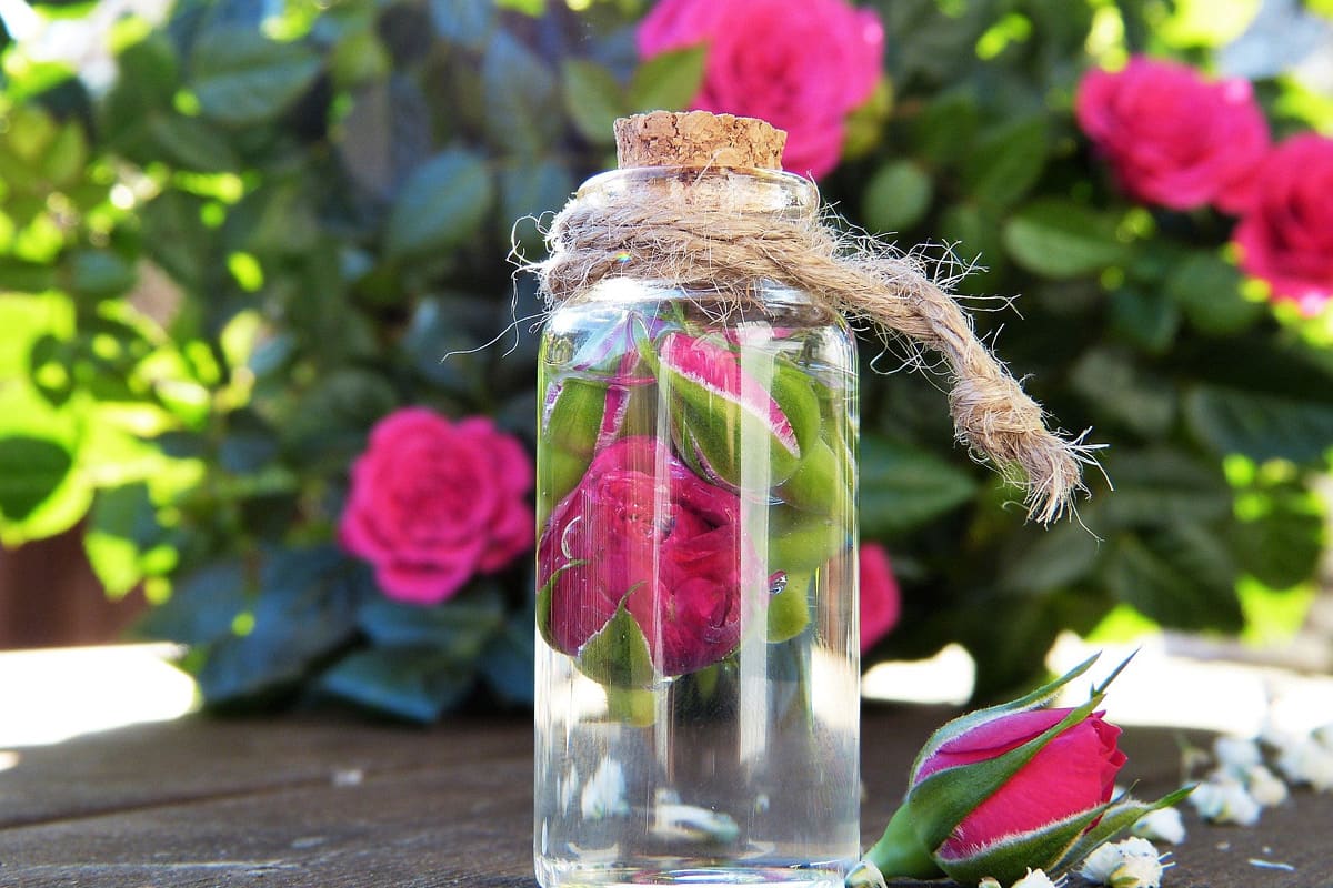Roses for fragrances and cosmetics