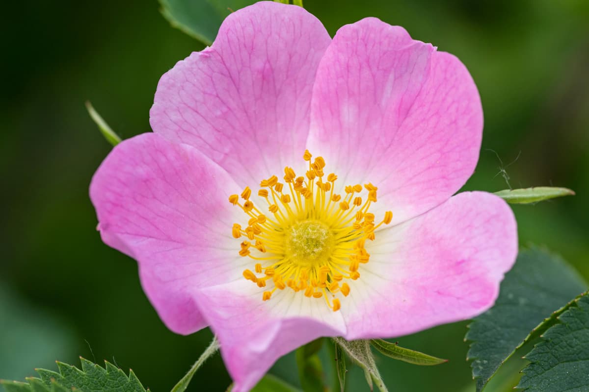 Wild roses have been around for 25 million years