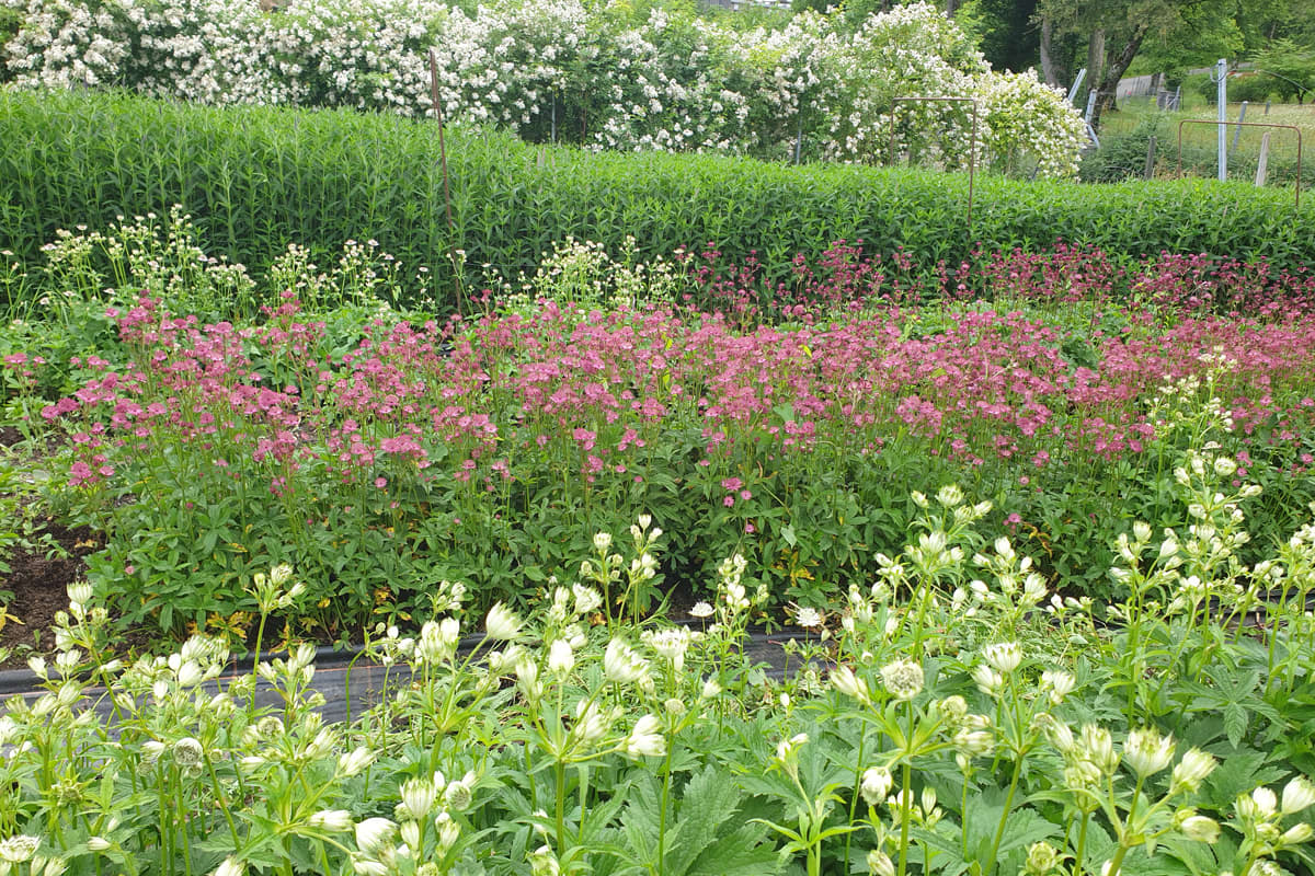 Dalla vita di una produttrice di fiori svizzera