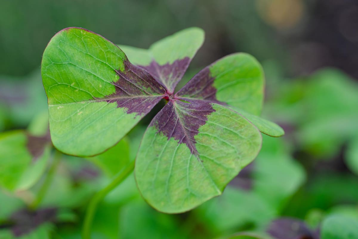 All about Lucky Clover 