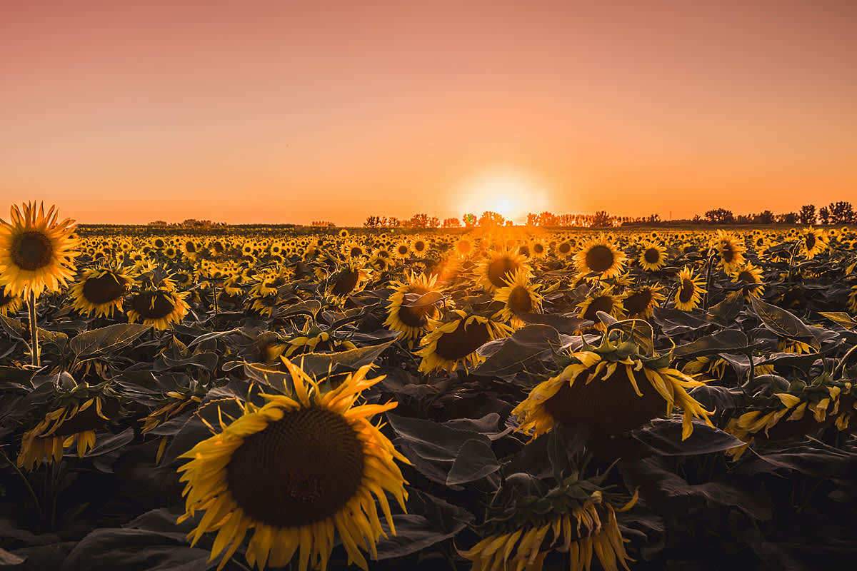 Sunflowers - divine and beautiful
