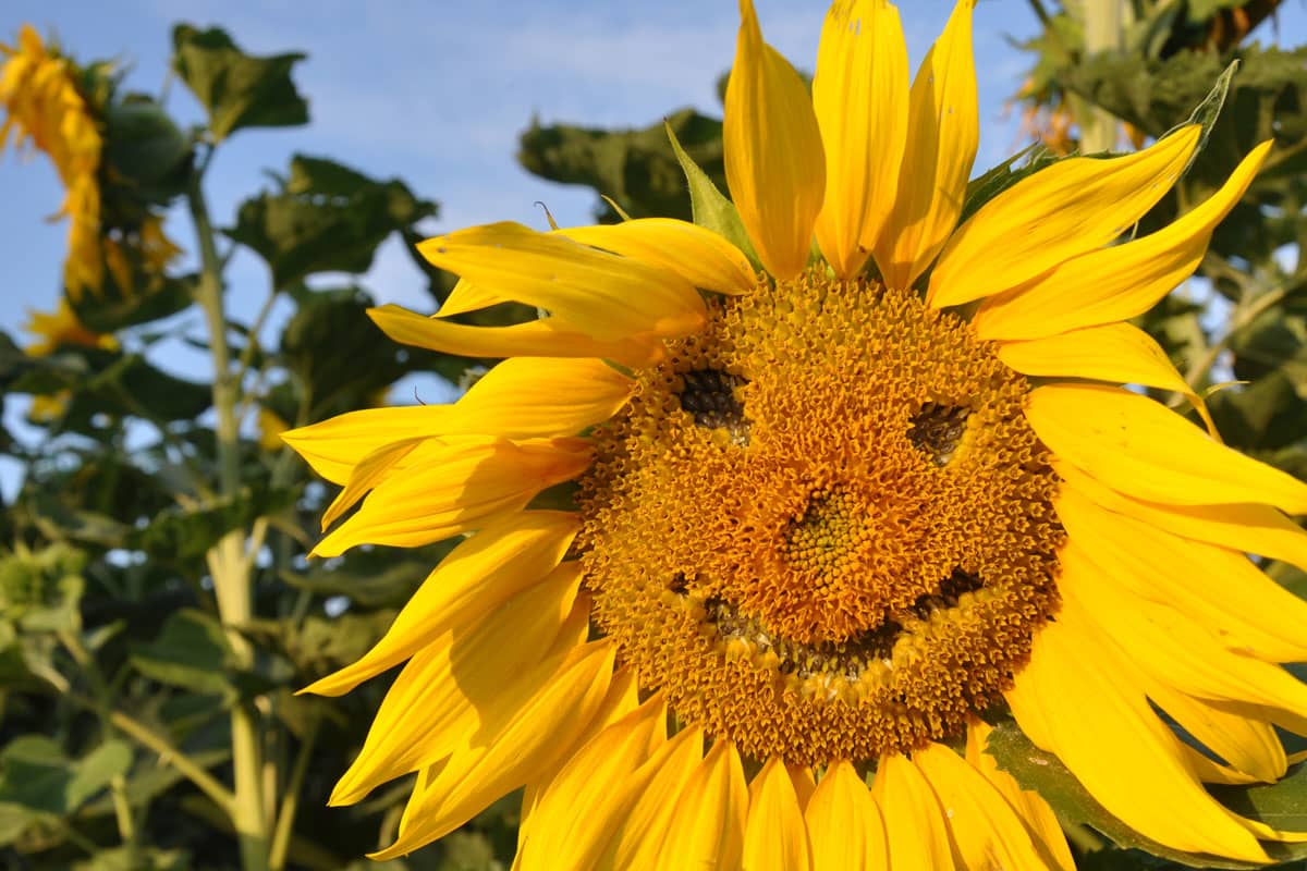 The sunflower is full of positive symbolism