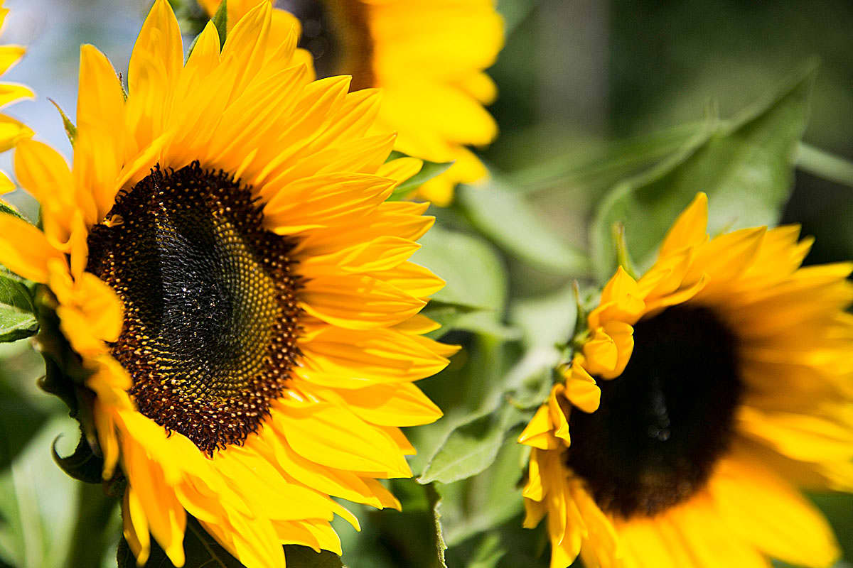 Sunflowers: faithful followers of the sun