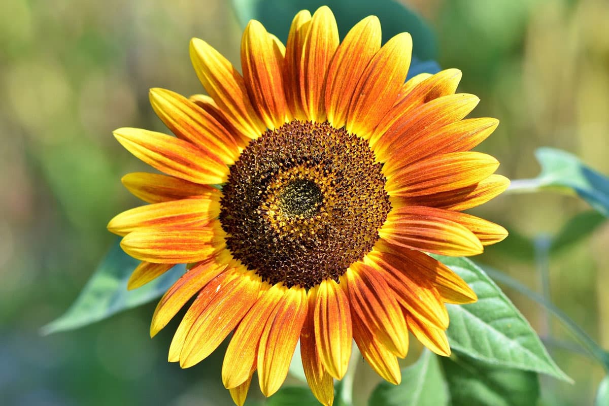 Not all sunflowers are yellow and tall