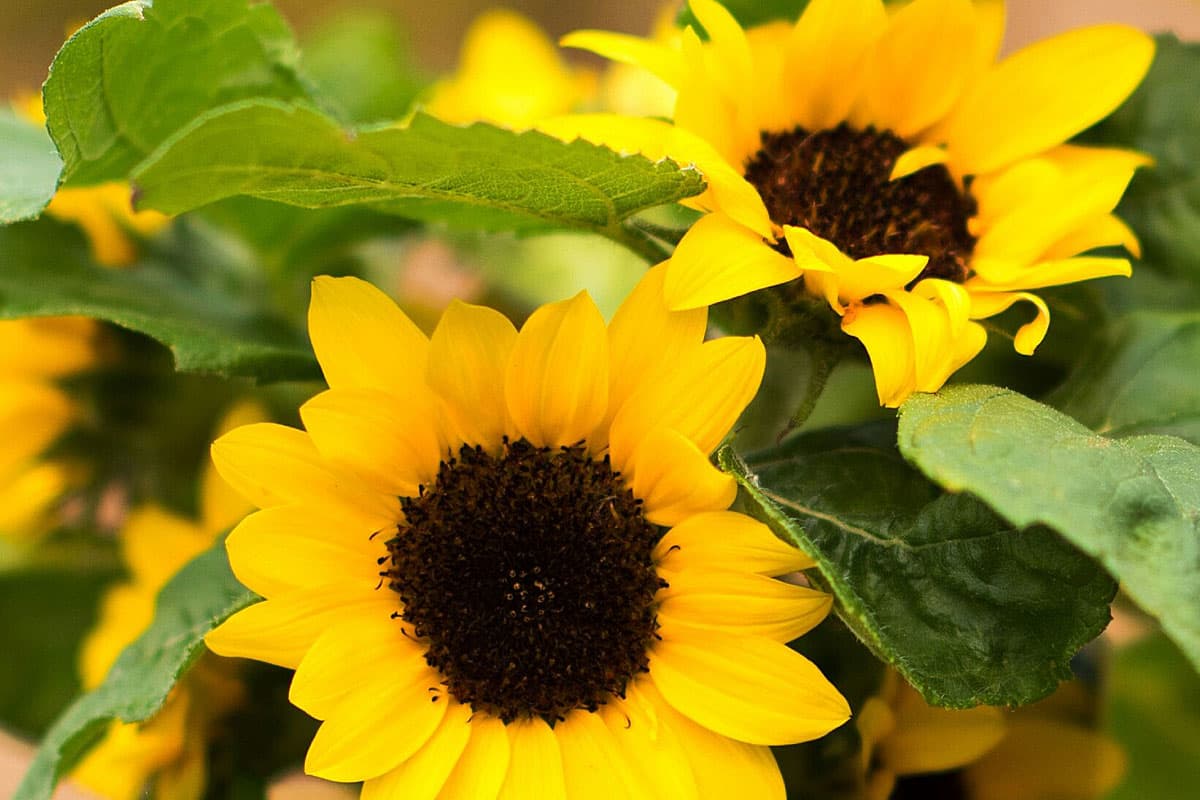 Useful information about sunflowers in a pot