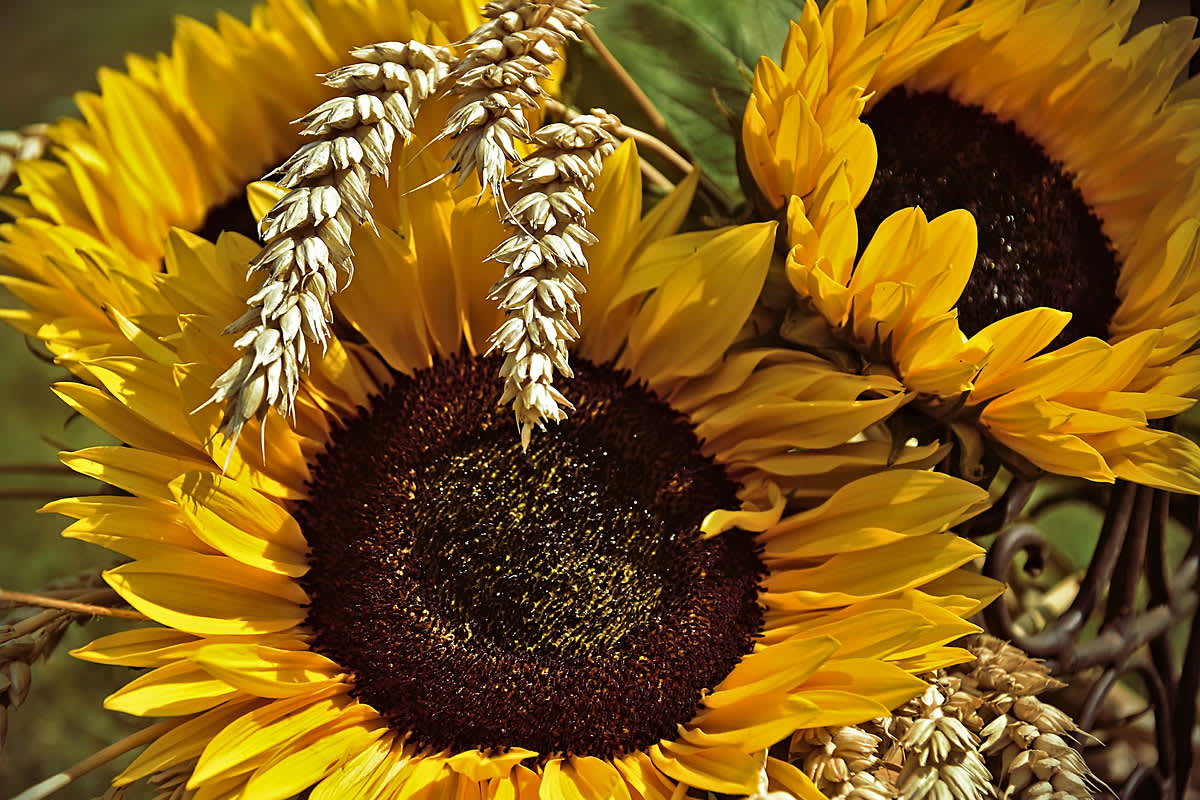 Sunflowers with detoxifying properties
