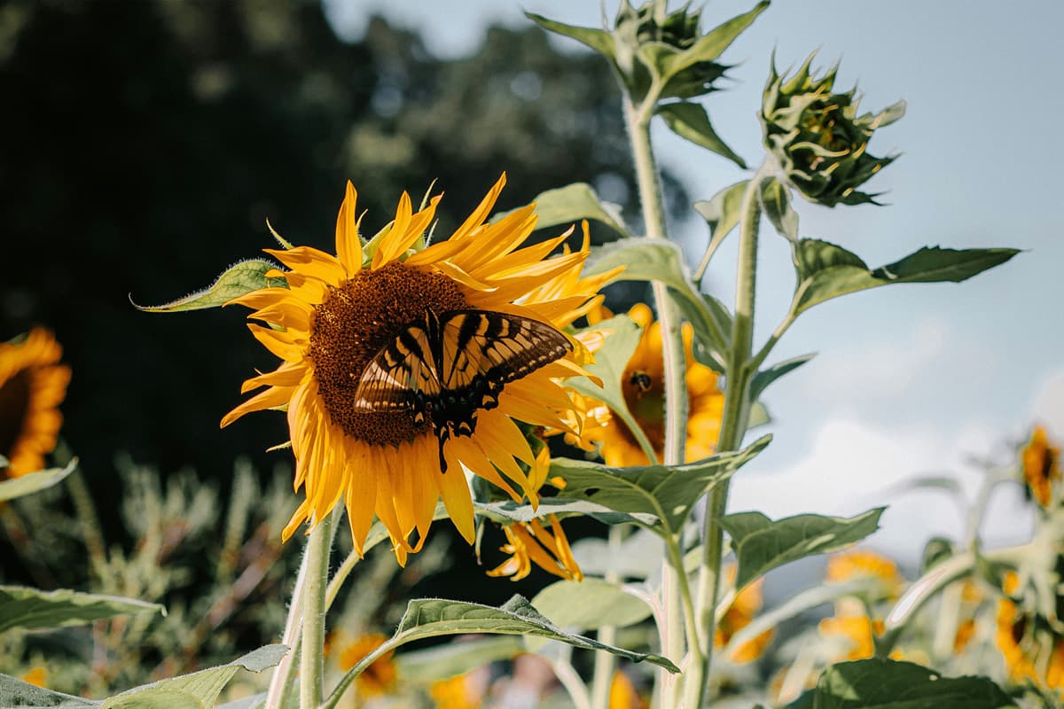 Sunflowers for greater biodiversity - a cool gardening trend  