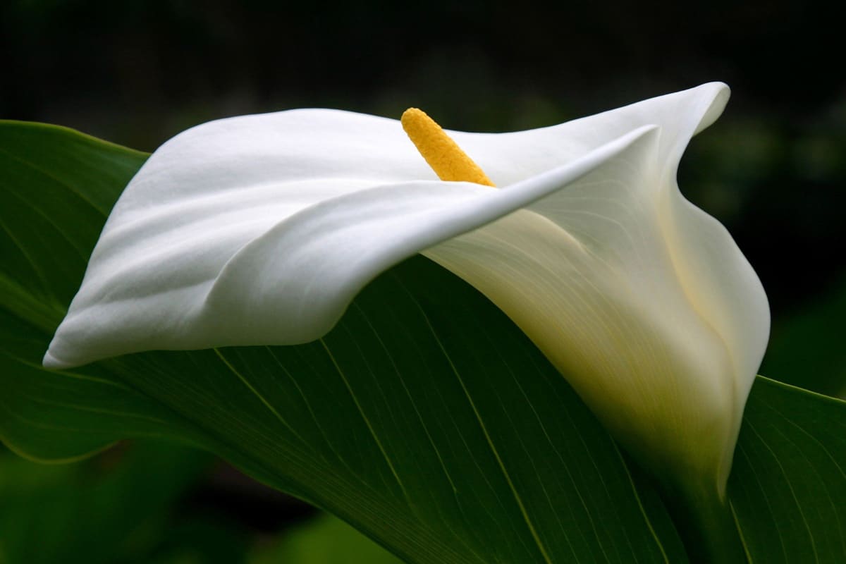 Fleurs de deuil typiques et leur symbolisme