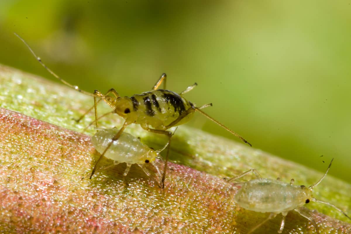 Aphids «created» the most expensive tulip