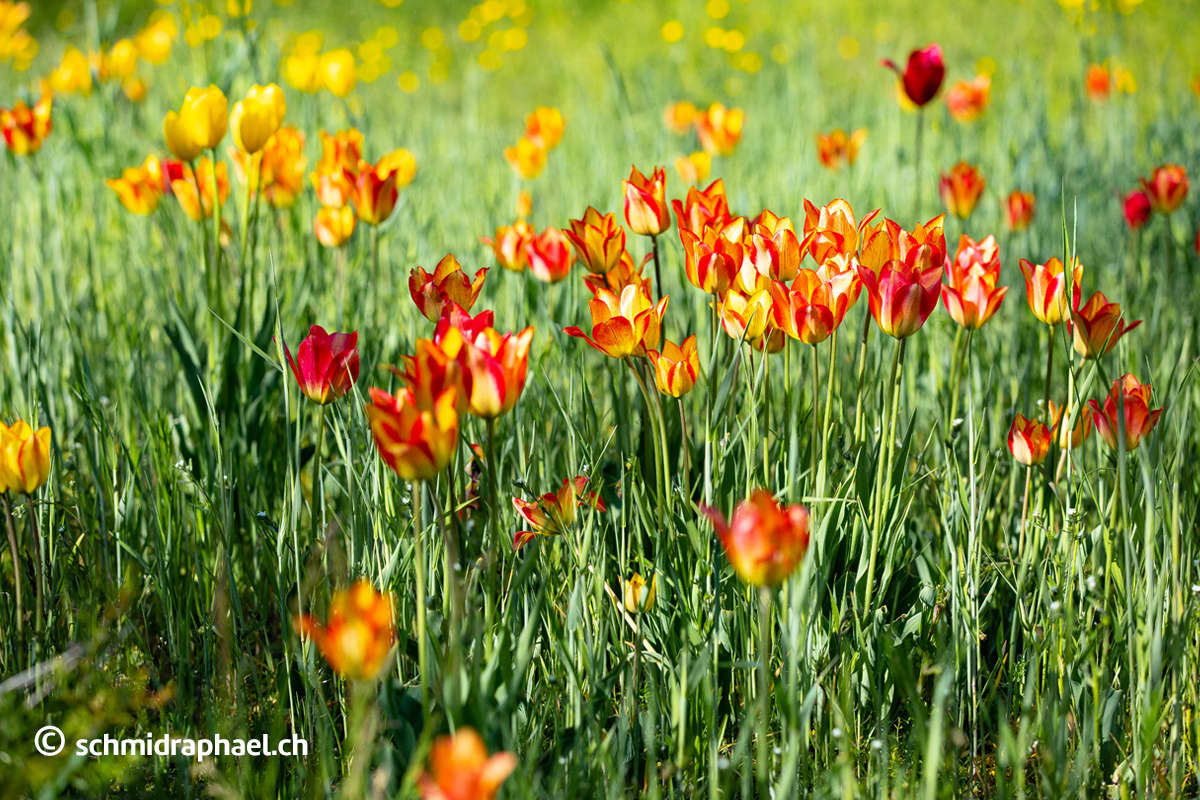 Wild tulips of Valais