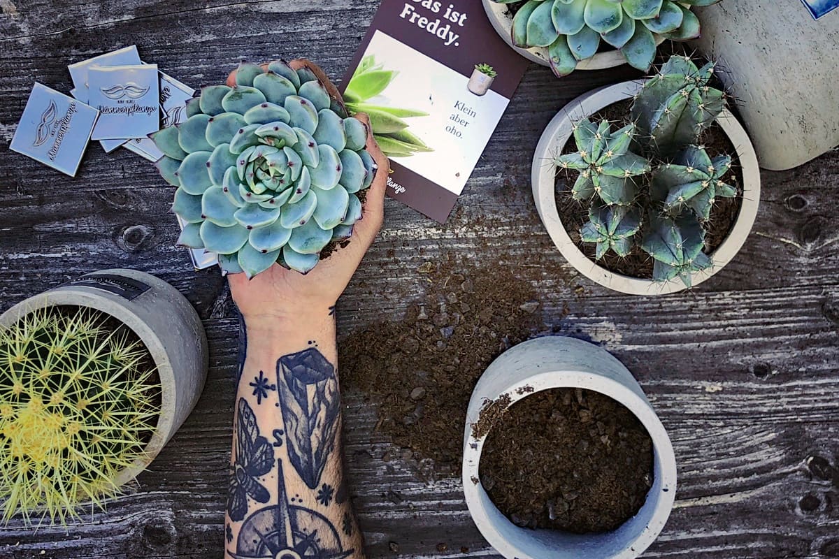 Succulente & cacti