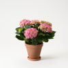 Media 1 - Pink hortensia