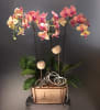 Media 1 - Phalaenopsis in wooden vase