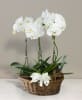 Media 1 - Basket with orchids