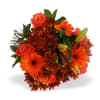 Media 1 - Orange Bunch MED