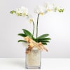 Media 1 - White Orchid in Vase with Flax