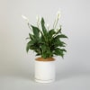 Media 1 - White Peace Lily