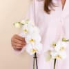 Media 2 - White Orchid - Premium Orchid Plant