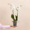 Media 3 - White Orchid - Premium Orchid Plant